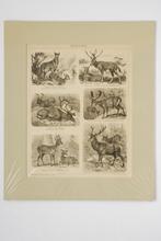 Herten - Antieke illustratie (ca. 1900), Verzamelen, Foto's en Prenten, Verzenden, Zo goed als nieuw, Voor 1940, Dier