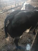 Een mooi dikbil stiertje te koop, Dieren en Toebehoren, Mannelijk, 0 tot 2 jaar