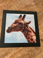 Diamond Painting giraffe 30x30, Minder dan 50 cm, Nieuw, Minder dan 50 cm, Schilderij