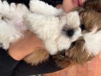 Shih Tzu pup, België, Particulier, 8 tot 15 weken, Eén hond
