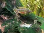 Twee Apistogramma Hongsloi mannen te koop, Dieren en Toebehoren, Vissen | Aquariumvissen, Vis, Zoetwatervis