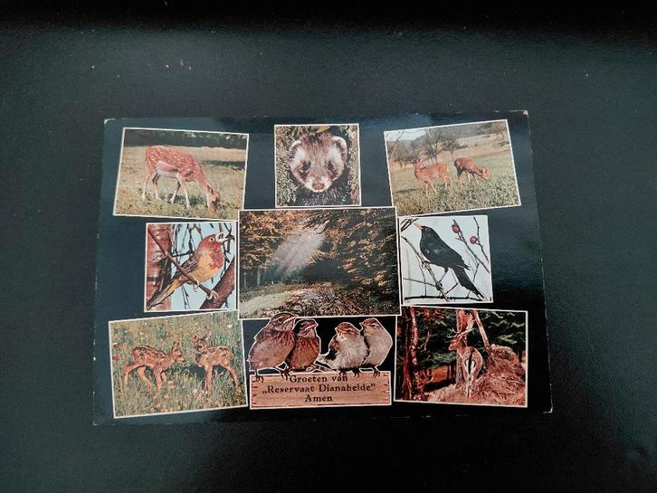 Dieren, Reservaat Dianaheide in Amen, gelopen, Assen., Verzamelen, Ansichtkaarten | Dieren, Gelopen, 1940 tot 1960, Overige soorten