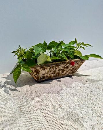 Vintage cactus bloempot groen glazuur streep motief decor beschikbaar voor biedingen