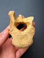 Wervel holenbeer fossiel, Verzamelen, Mineralen en Fossielen, Ophalen of Verzenden, Fossiel