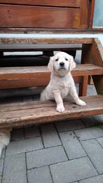 Ras zuiver Golden retriever pup teefje, Dieren en Toebehoren, Honden | Retrievers, Spaniëls en Waterhonden, Golden retriever, 8 tot 15 weken