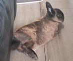 Mannetje konijn, Dieren en Toebehoren, Konijnen, Mannelijk, Middelgroot, 0 tot 2 jaar