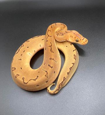 1.0 Pinstripe Clown het Hypo ball python regius te koop beschikbaar voor biedingen