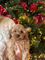 Cava po pups mini doodle cavapoo puos, Dieren en Toebehoren, Nederland, Overige rassen, 8 tot 15 weken, CDV (hondenziekte)