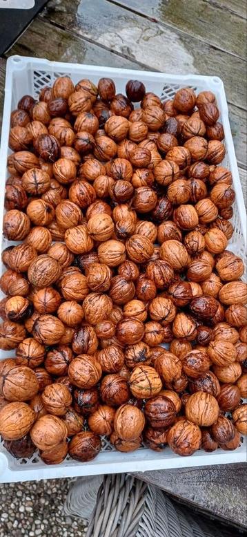 Verse walnoten van 2025 beschikbaar voor biedingen