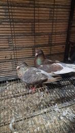 Koppel duiven, Dieren en Toebehoren, Vogels | Duiven, Meerdere dieren, Overige soorten