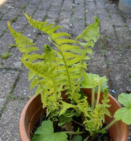 varens, 3 kleintjes en meerdere grote., Tuin en Terras, Planten | Tuinplanten, Vaste plant, Varens, Halfschaduw, Bloeit niet, Ophalen