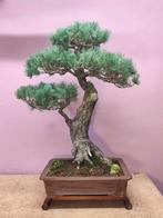 Oude Bonsai Den - 35+ jaar - Prachtexemplaar!, Ophalen of Verzenden, Overige soorten, Volle zon