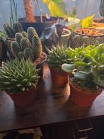 Cactussen en Vetplanten Mix, Volle zon, Vaste plant, Bloeit niet, Ophalen