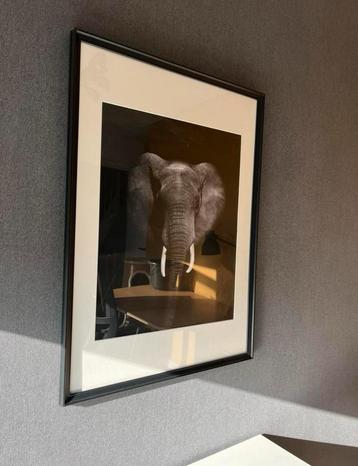 Olifant Fotoprint in Lijst - 50x72cm beschikbaar voor biedingen