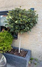 Rhododendron op stam azalea op stam, Tuin en Terras, Ophalen of Verzenden, 100 tot 250 cm, Zomer, Volle zon