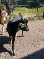 Dwerggeiten cl en cae vrij, Mannelijk, Schaap