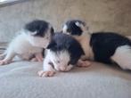 5 prachtige kittens, Dieren en Toebehoren, Katten en Kittens | Raskatten | Korthaar, Meerdere dieren