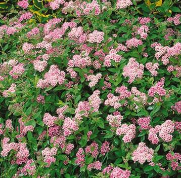 Spiraea japonica ', 4 verschillende soorten beschikbaar voor biedingen