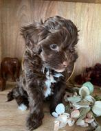 🩷🐾 hele sociale kleine maltipoo puppys choco en abriko🩵🐾, Overige rassen, CDV (hondenziekte), 8 tot 15 weken, Teef