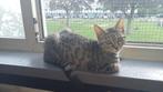 Lieve Speelse Kitten Zoekt Een Warm Thuis!, Dieren en Toebehoren, Katten en Kittens | Raskatten | Korthaar, Poes, Gechipt, 0 tot 2 jaar