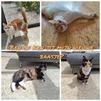 Een nieuw huisje voor deze kater en/of poes, Dieren en Toebehoren, Katten en Kittens | Overige Katten, Meerdere dieren