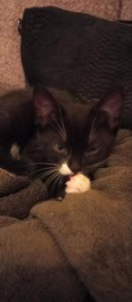 Vijf lieve kittens!, Dieren en Toebehoren, Meerdere dieren