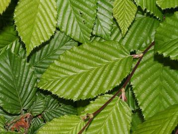 Haagbeuk (Carpinus betulus ) beschikbaar voor biedingen