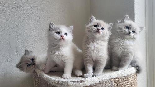 Nog één lief ragdoll katertje beschikbaar, Dieren en Toebehoren, Katten en Kittens | Raskatten | Langhaar, Meerdere dieren, 0 tot 2 jaar