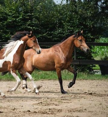 ‼️Prachtige bonte 2 jarige zangersheide merrie‼️ beschikbaar voor biedingen