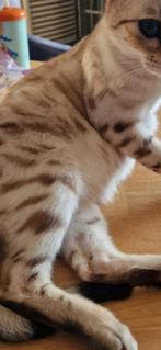 100 % RASZUIVERE BENGAAL KITTENS NOG 2 BESCHIKBAAR, 0 tot 2 jaar