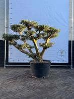 Olea Europaea Olijfboom Pon Pon, Lente, 100 tot 250 cm, Olijfboom, Ophalen