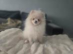 Pomeriaan pups/ pomeriaan puppy 100% bearface, Particulier, Keeshond, 8 tot 15 weken, Buitenland