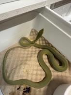 Philodryas baroni, Dieren en Toebehoren, Reptielen en Amfibieën, Slang, 0 tot 2 jaar