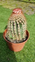 CACTUS MELOCACTUS GAVE PLANT, Cactus, Minder dan 100 cm, Ophalen of Verzenden, In pot