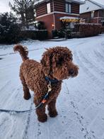 Oppas voor mini/midi labradoodle omgeving Almere, Ophalen of Verzenden