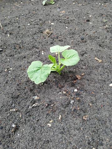 Pompoenplanten beschikbaar voor biedingen