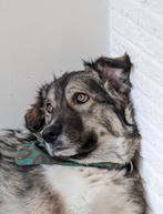 Lieve hond Niva ter adoptie, Dieren en Toebehoren, Honden | Niet-rashonden, Particulier, Rabiës (hondsdolheid), Buitenland, Teef