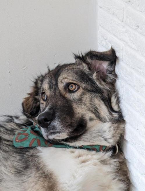 Lieve hond Niva ter adoptie, Dieren en Toebehoren, Honden | Niet-rashonden, Groot, Teef, Particulier, Eén hond, Buitenland, 3 tot 5 jaar