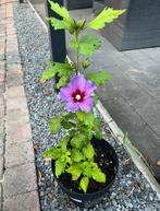Geweldige kleuren hibiscus bloemen / vaste planten, Tuin en Terras, Overige soorten, Volle zon, Eenjarig, Ophalen of Verzenden