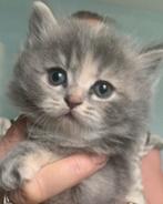 Mooie Britse Langhaar kittens!, Meerdere dieren, Ontwormd, 0 tot 2 jaar