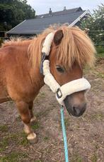 Bonte shetlander halster, Dieren en Toebehoren, Ophalen, Overige soorten