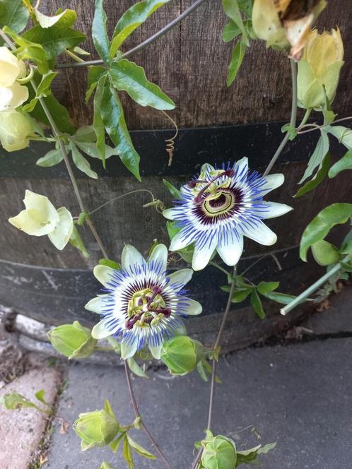 Passiebloem stekjes - Passiflora, Tuin en Terras, Planten | Tuinplanten, Vaste plant, Klimplanten, Volle zon, Zomer, Ophalen
