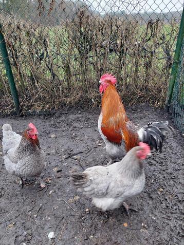 Broedeieren Marans zwart/blauwkoper beschikbaar voor biedingen