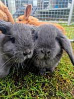 Te koop mooie jonge nederlandse dwerg hangoor, Dieren en Toebehoren, Konijnen, Meerdere dieren, Dwerg, Hangoor