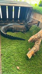 Paleosuchus palpebrosus 1.0 (Dwergkaaiman), Dieren en Toebehoren, Reptielen en Amfibieën, Tam