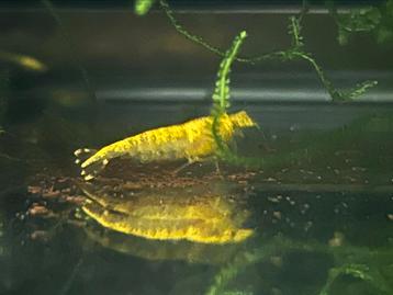 Neocaridina yellow fire neon backline, citroen garnaal geel beschikbaar voor biedingen