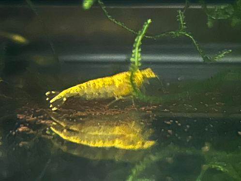 Neocaridina yellow fire neon backline, citroen garnaal geel, Dieren en Toebehoren, Vissen | Aquariumvissen, Zoetwatervis, Kreeft, Krab of Garnaal