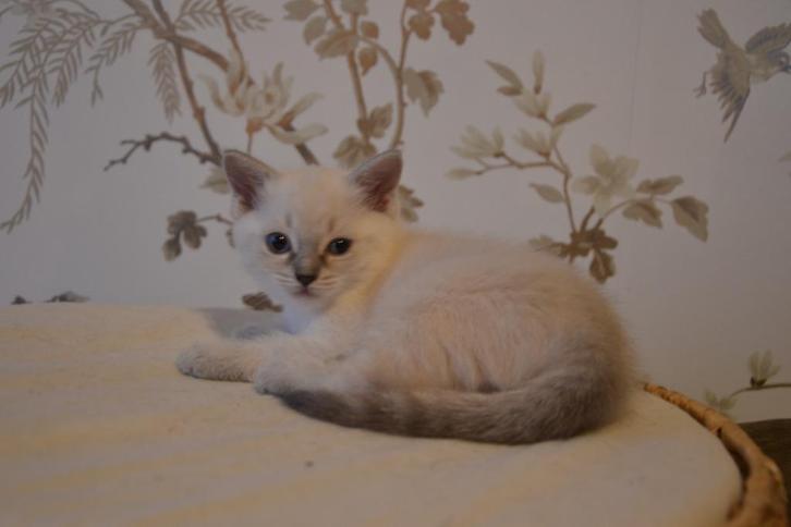 Lieve Ragdoll kittens mogen rond kerst naar nieuw huisje., Dieren en Toebehoren, Katten en Kittens | Raskatten | Langhaar, Meerdere dieren