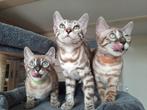 Bengaal kittens met stamboom klaar om te verhuizen., Poes, Met stamboom