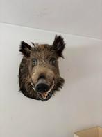 Opgezette Wildzwijnenkop, Ophalen, Zo goed als nieuw, Gewei of Kop, Wild dier